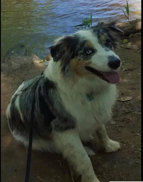 Lost dog in Milledgeville, GA, 31061