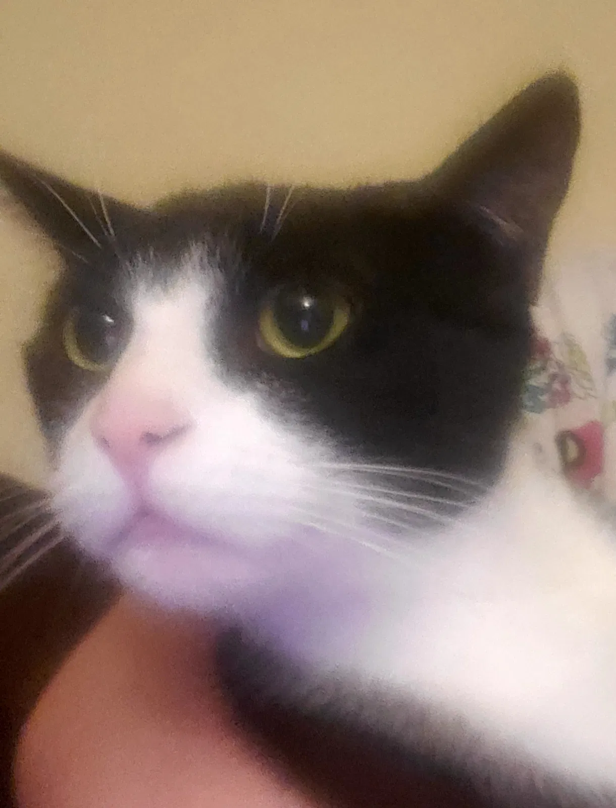 Lost cat in Lexington Park, MD, 20653