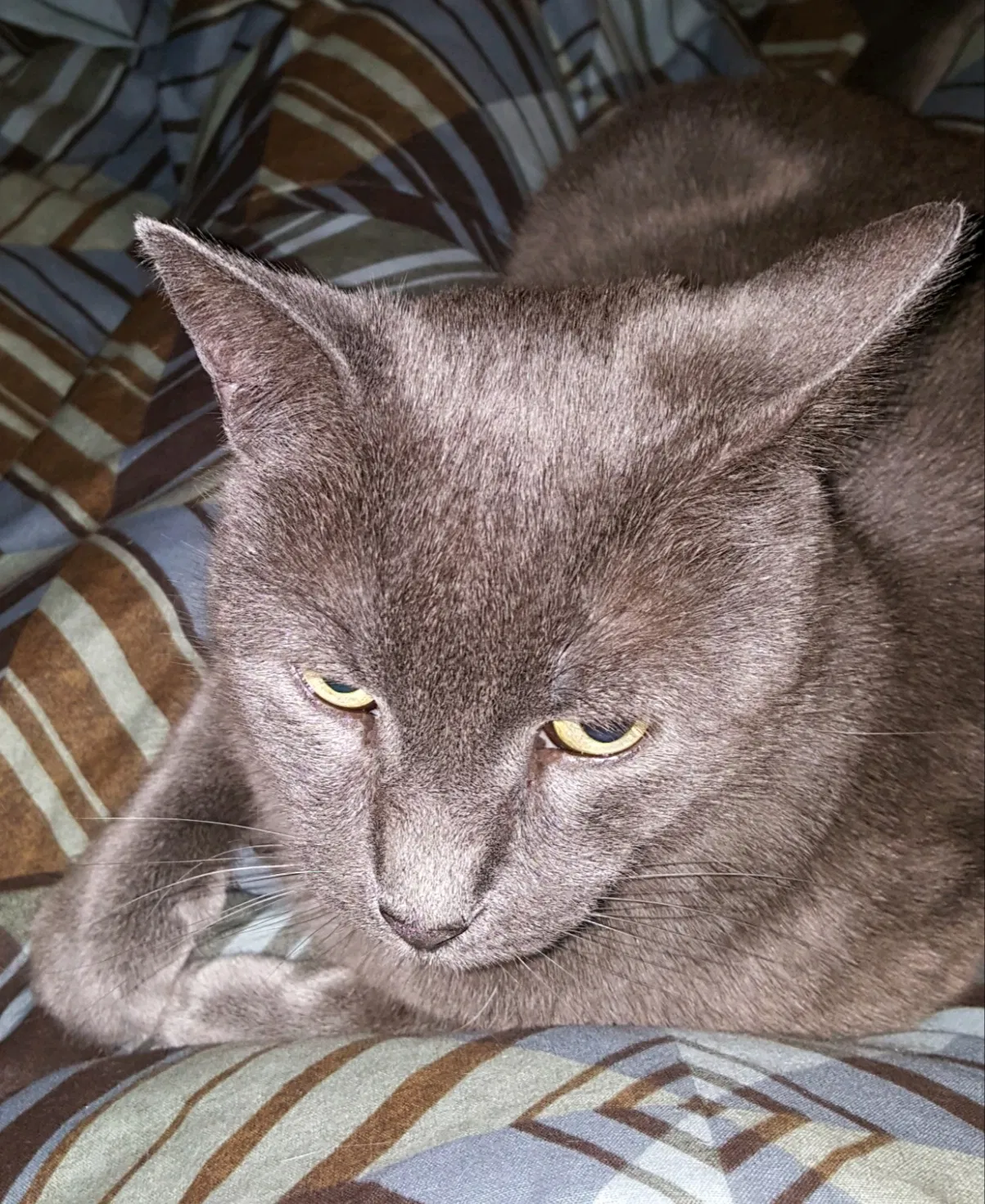 Lost cat in Loveland, CO, 80538