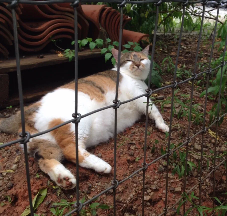 Lost cat in Lawrenceville, GA, 30043