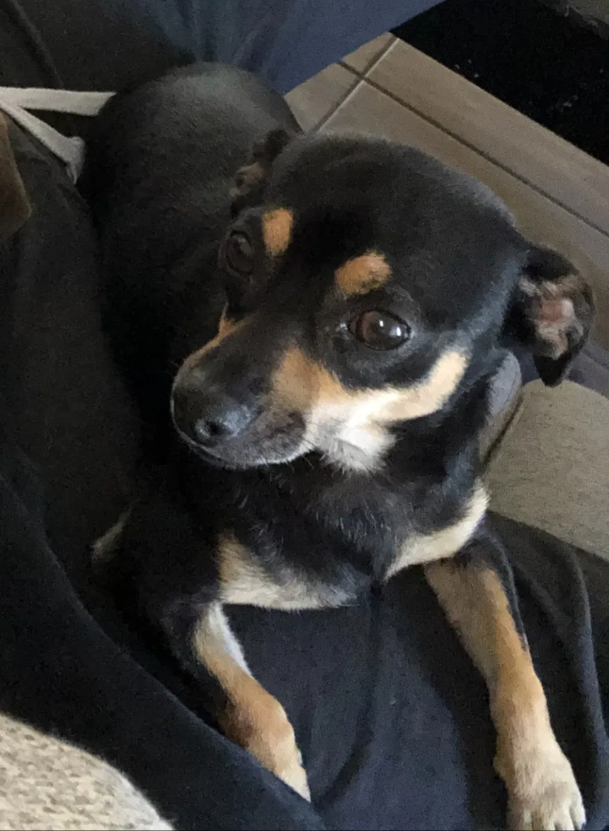 Lost dog in North Las Vegas, NV, 89030