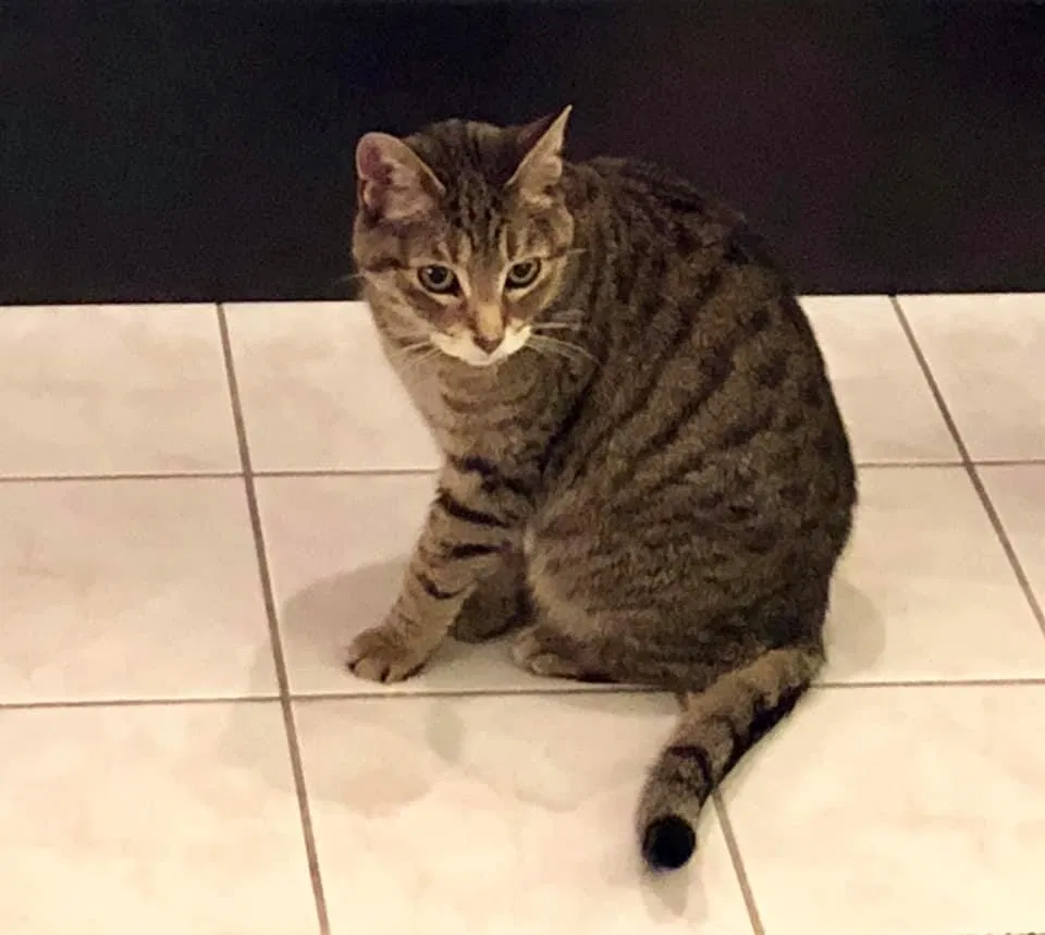 Lost cat in Libertyville, IL, 60048