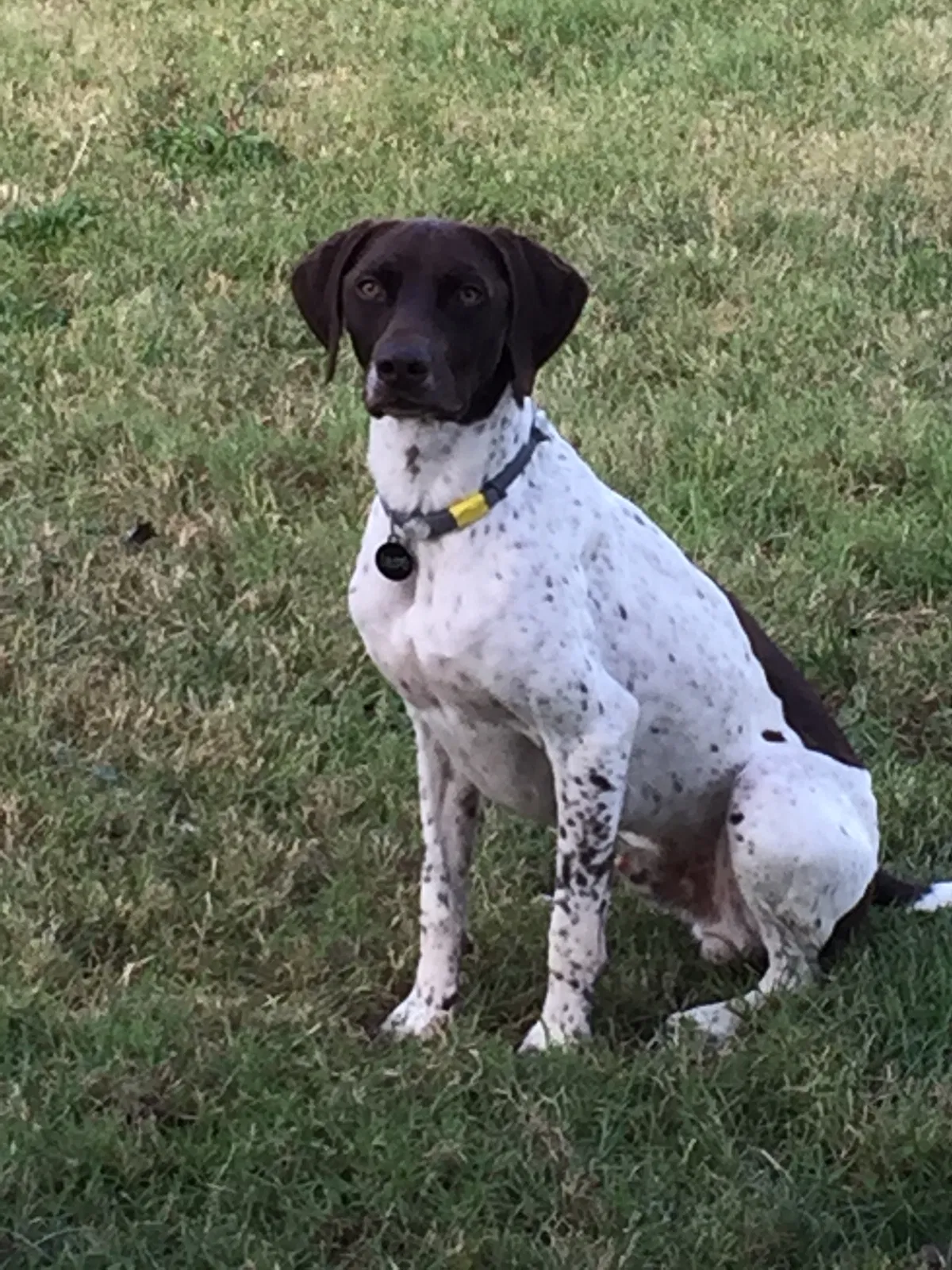 Lost dog in Pittsboro, IN, 46167