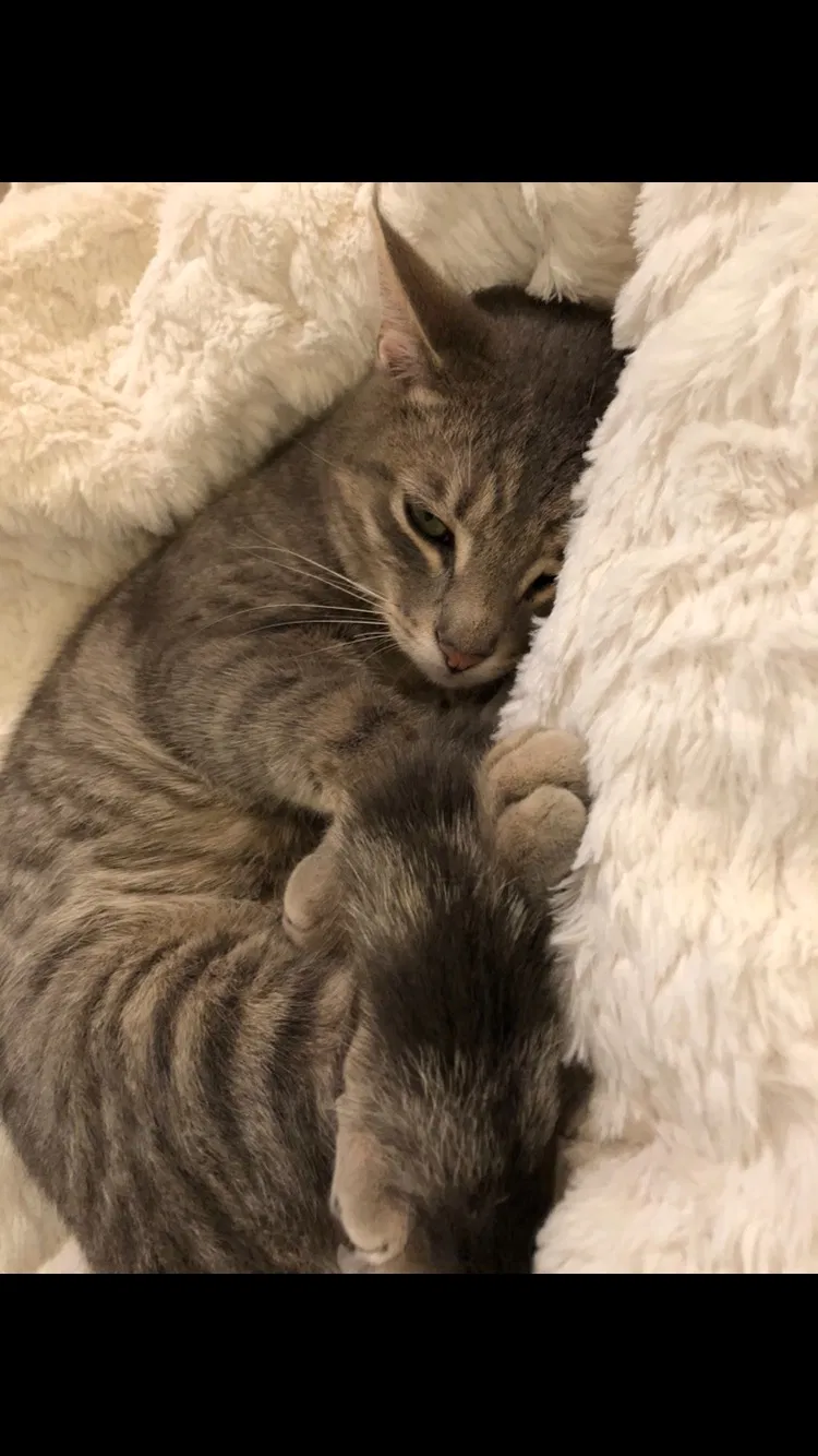 Lost cat in Knoxville, TN, 37919