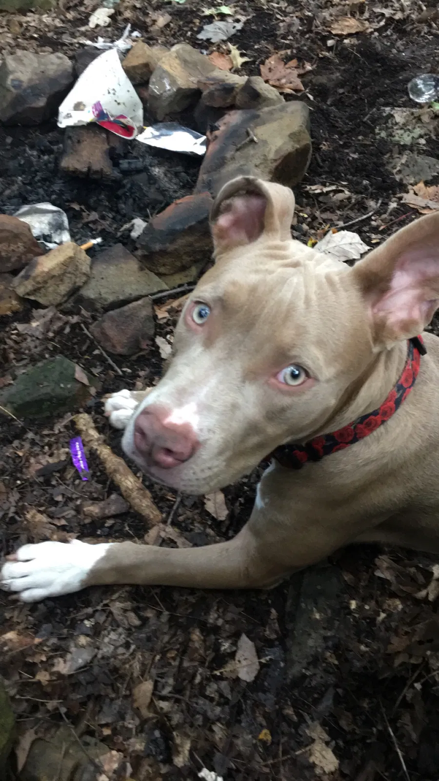 Lost dog in North Olmsted, OH, 44070