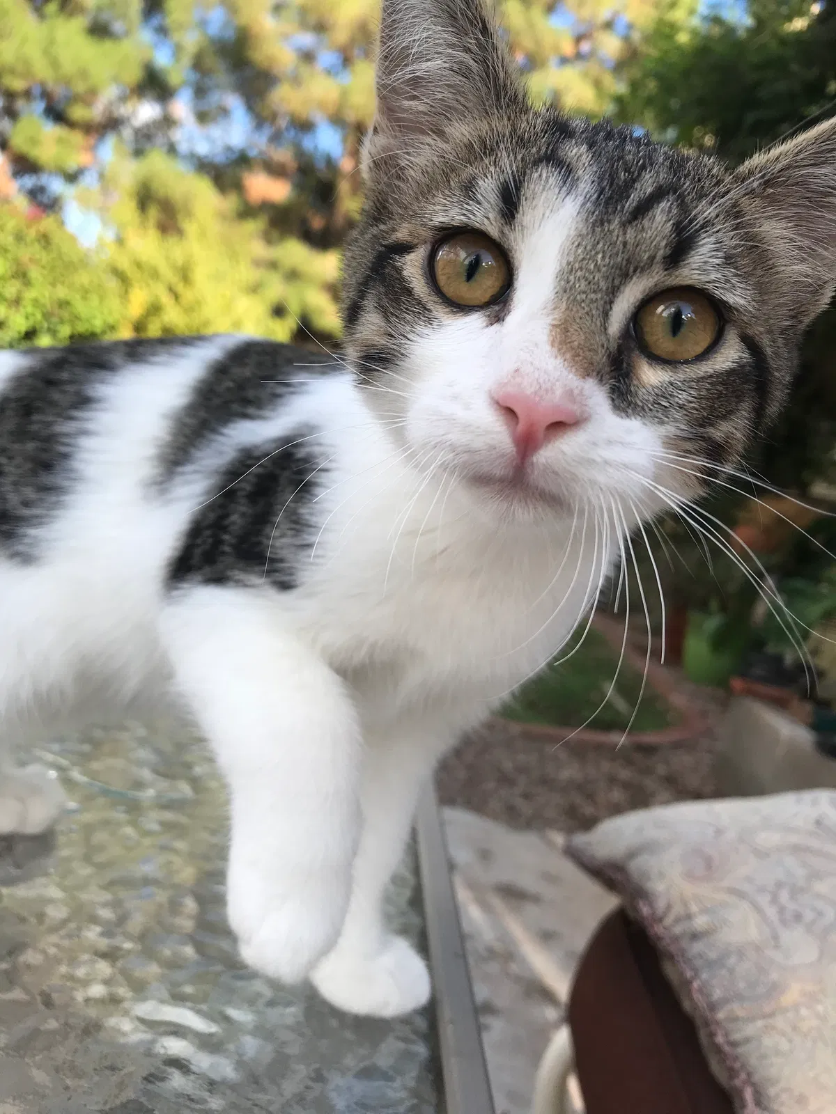 Lost cat in Phoenix, AZ, 85022