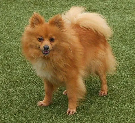 Lost dog in Ballwin, MO, 63021
