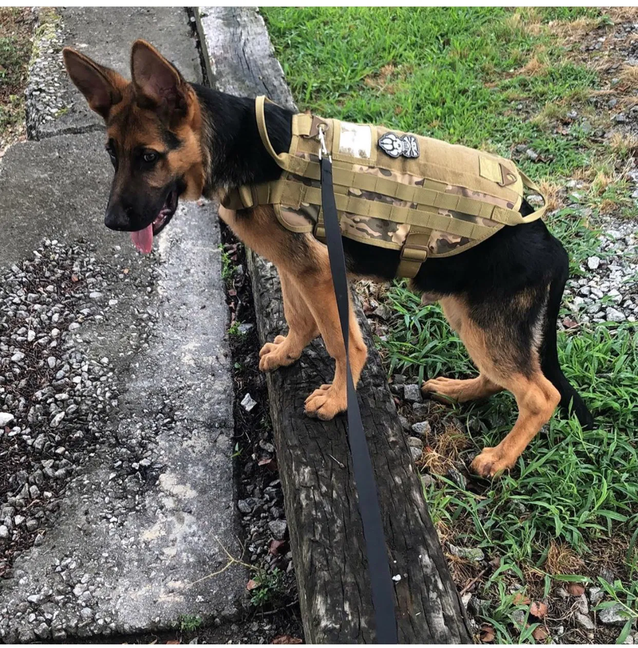 Lost dog in Covington, GA, 30014