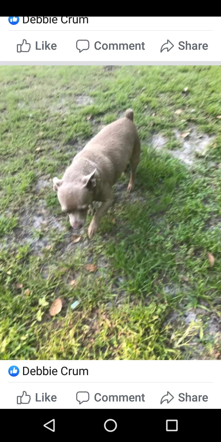 Lost dog in Bartow, FL, 33830