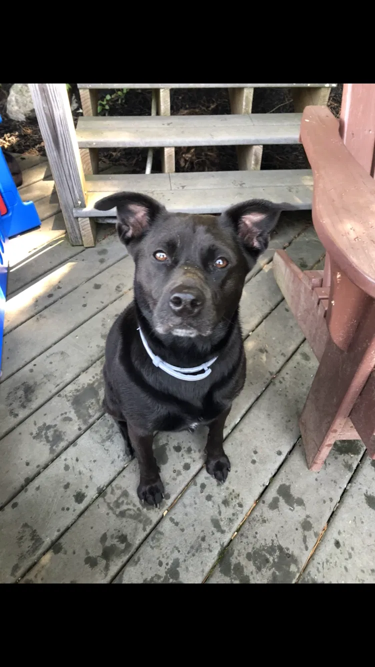 Lost dog in Herkimer, NY, 13350