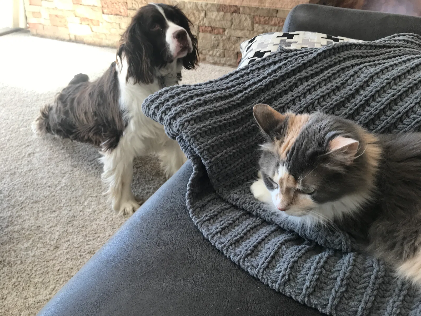 Lost cat in Grand Junction, CO, 81507