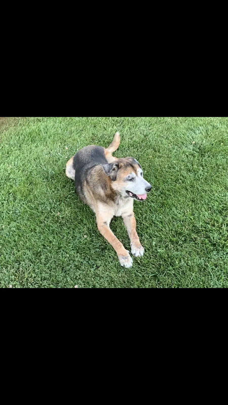 Lost dog in Dixon, CA, 95620