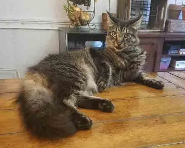 Lost cat in Sugar Land, TX, 77498