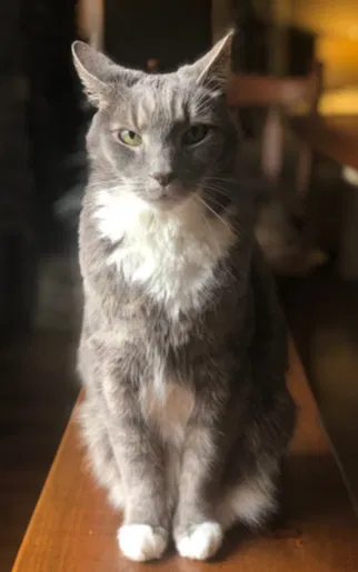 Lost cat in Alpharetta, GA, 30009