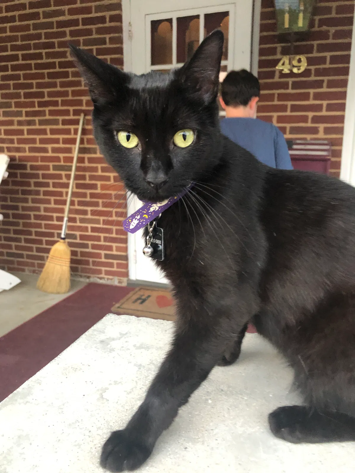 Lost cat in Westminster, MD, 21157