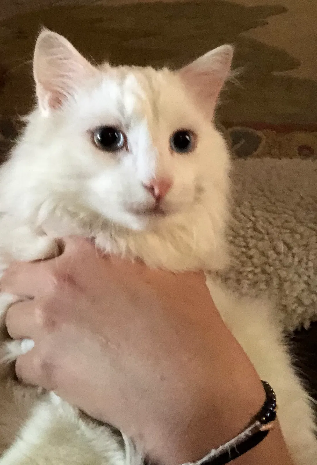 Lost cat in Kingsport, TN, 37664