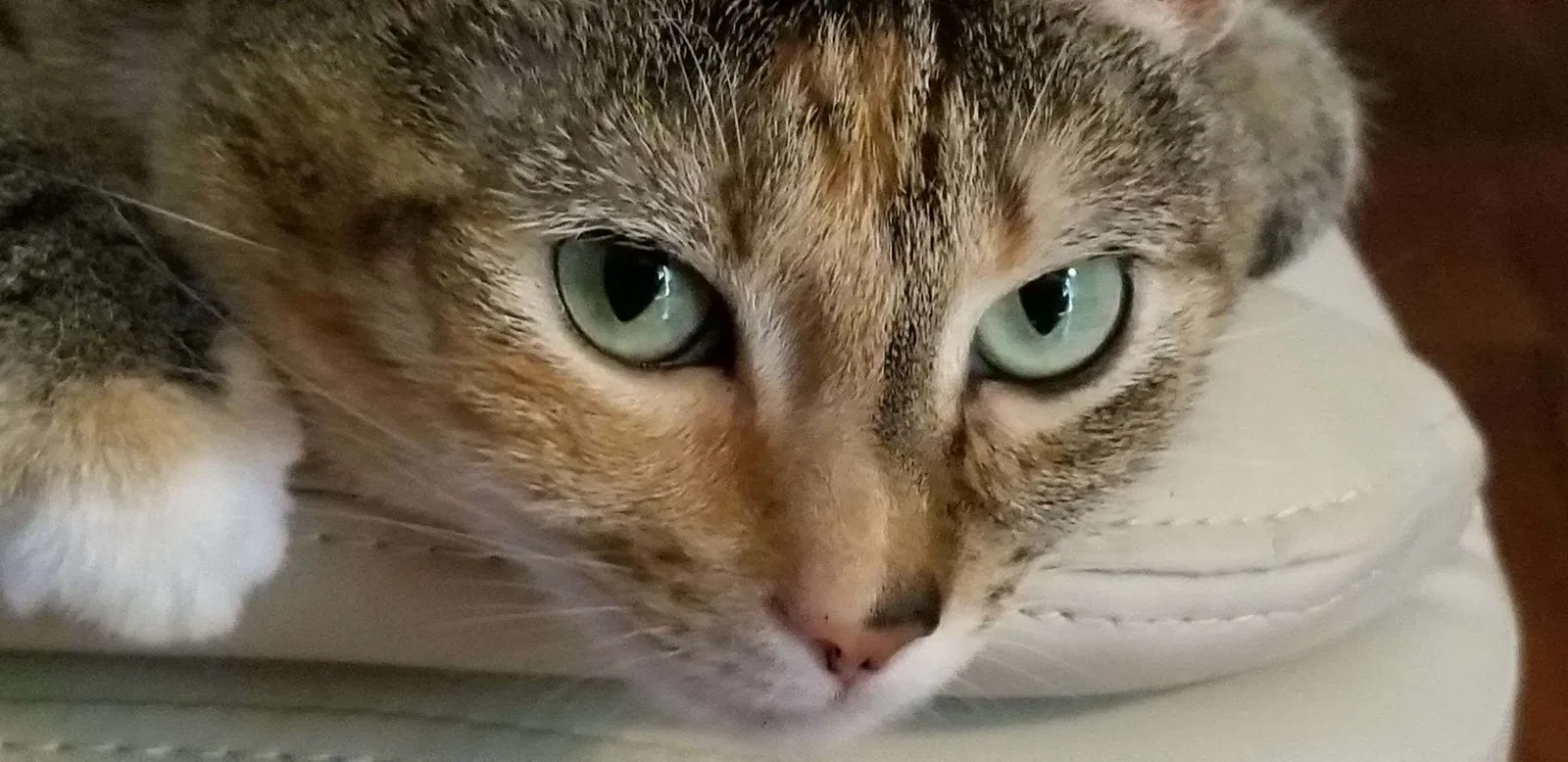 Lost cat in Matthews, NC, 28104