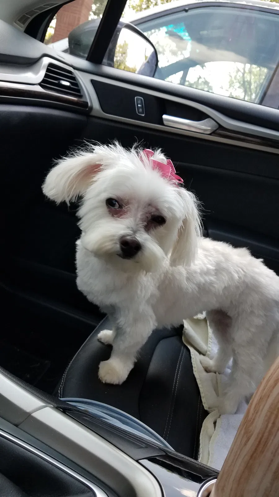 Lost dog in Stockbridge, GA, 30281