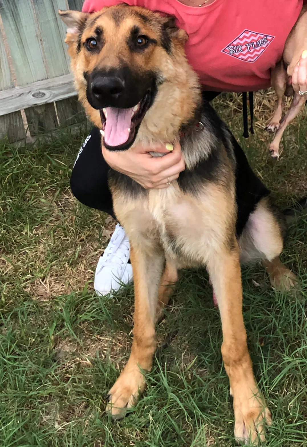 Lost dog in Fort Worth, TX, 76126