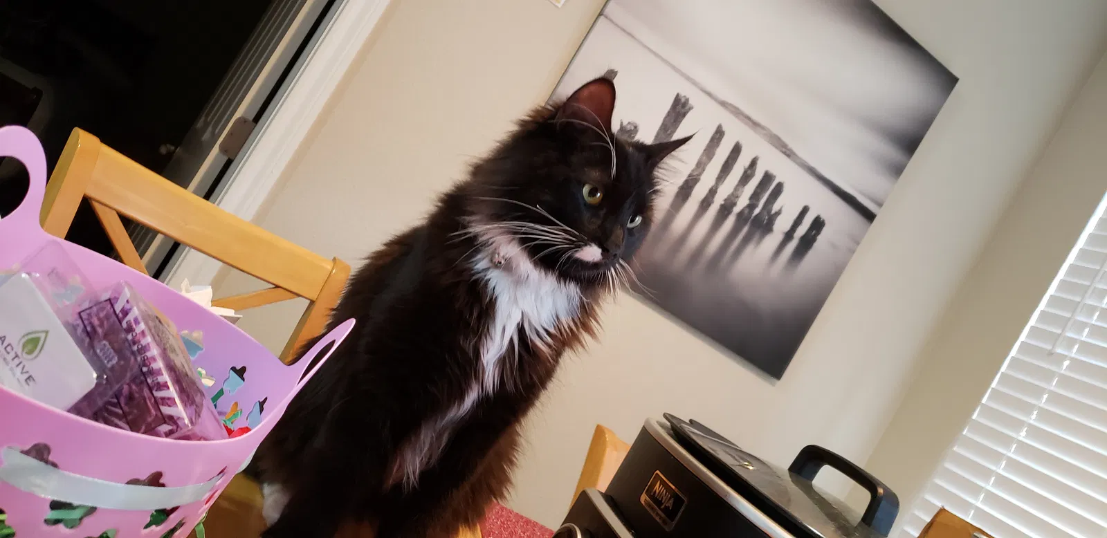 Lost cat in Colorado Springs, CO, 80904