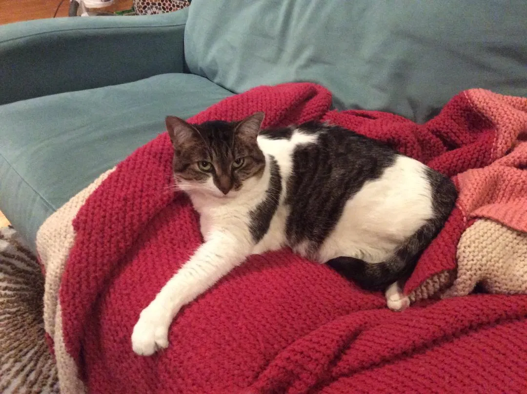 Lost cat in Minneapolis, MN, 55447
