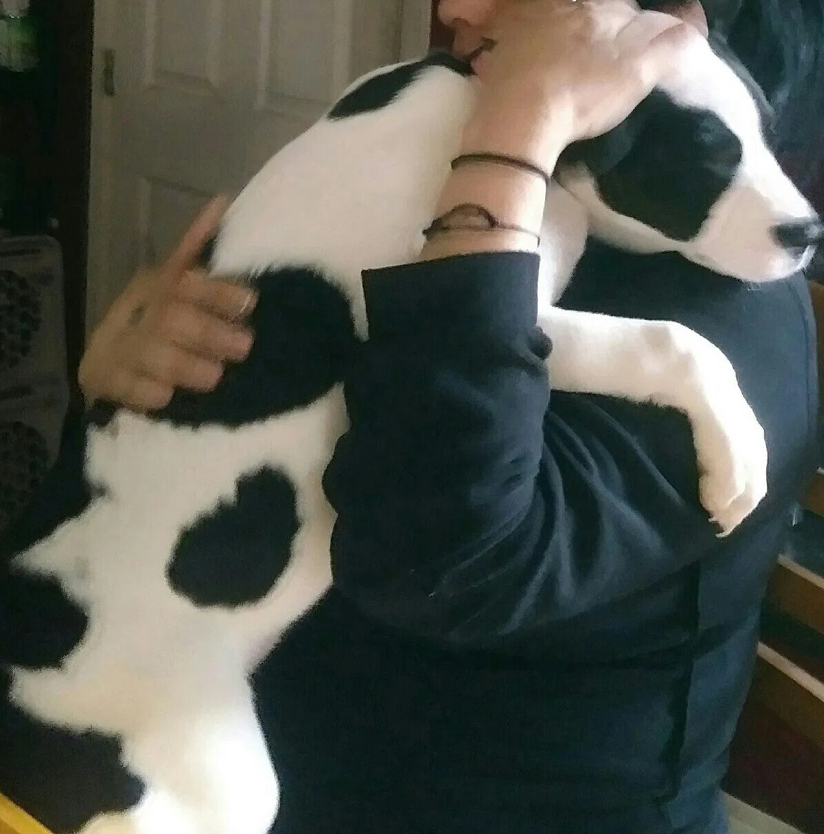 Lost dog in San Antonio, TX, 78201