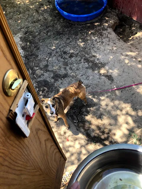 Lost dog in Atwater, CA, 95301