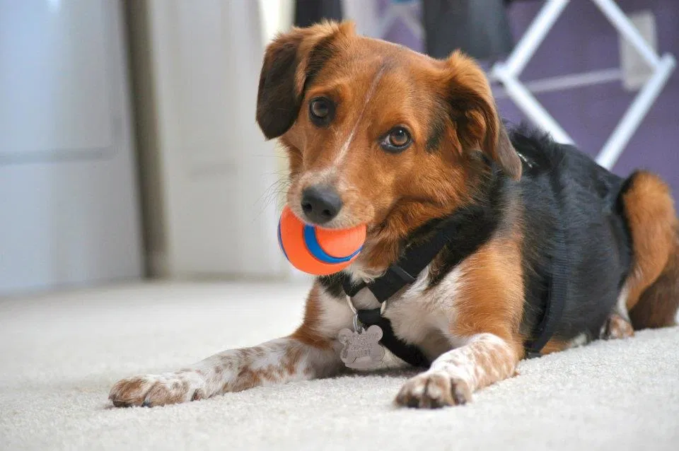 Lost dog in Manassas, VA, 20110