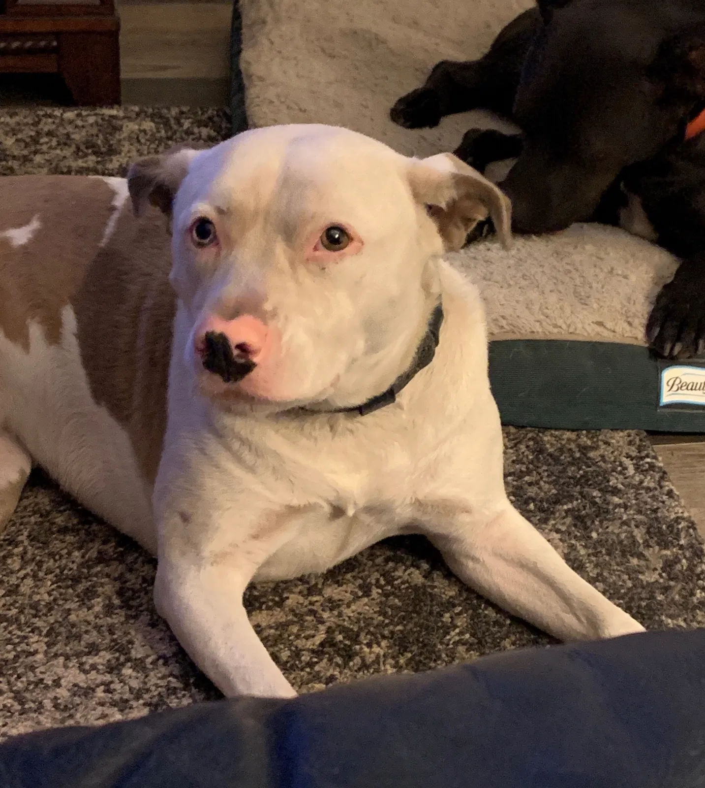 Lost dog in Trussville, AL, 35173