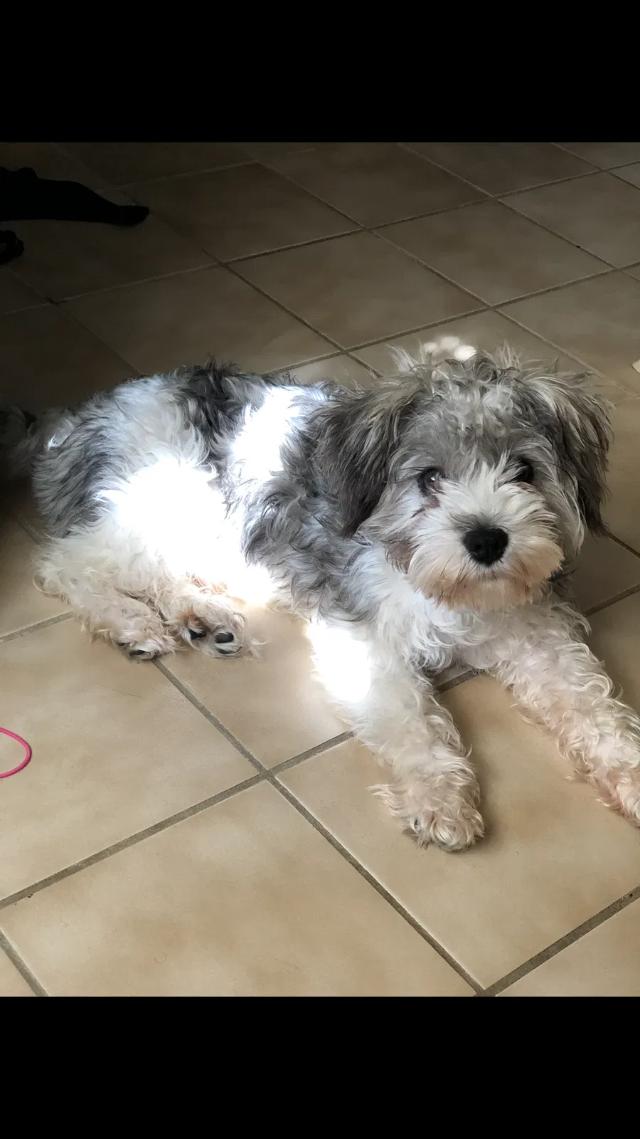 Lost dog in Warren, OH, 44483
