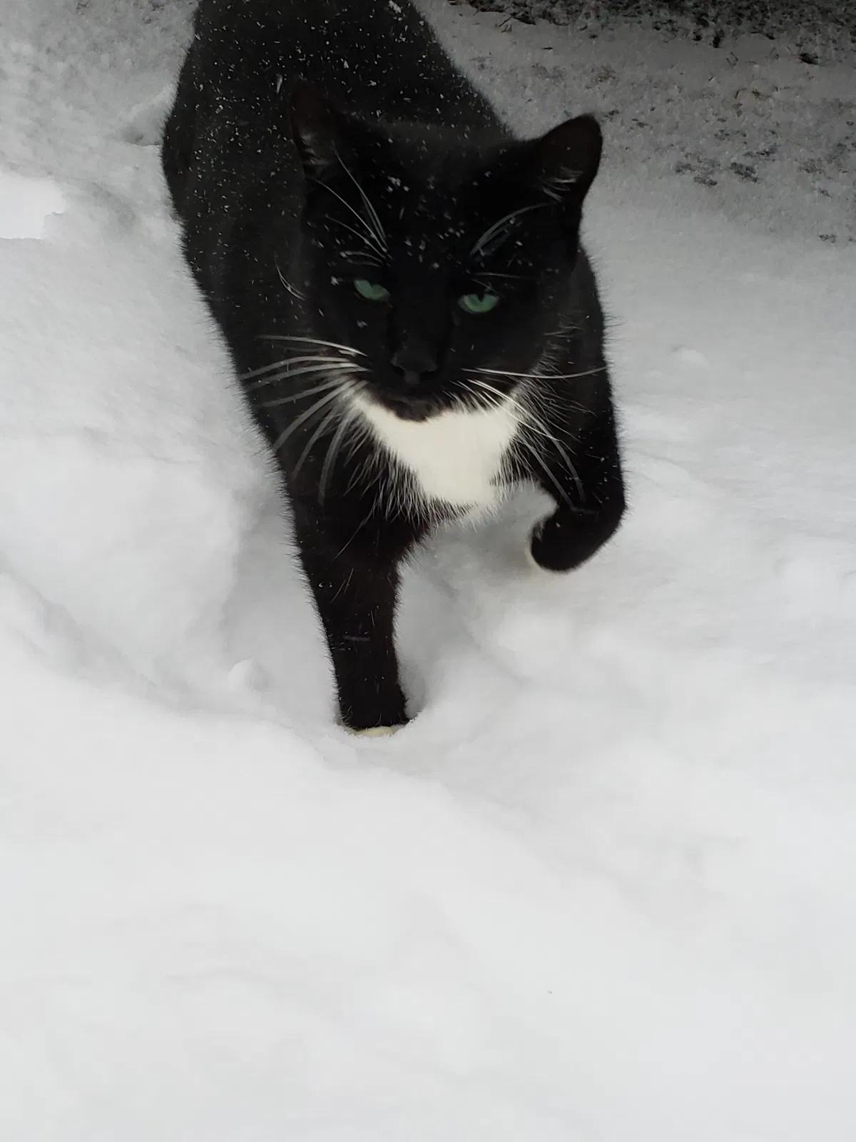 Lost cat in Walkertown, NC, 27051