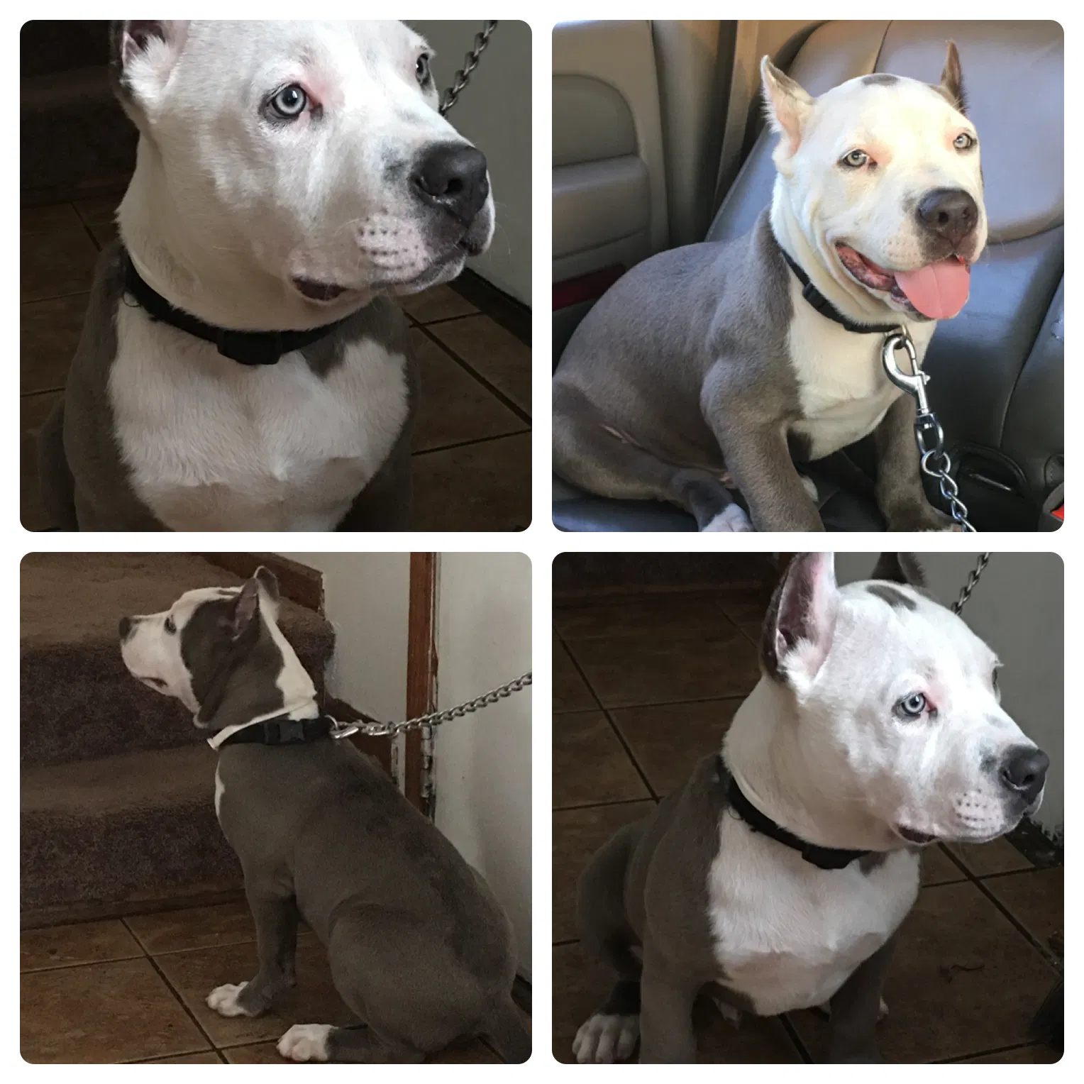 Lost dog in Minneapolis, MN, 55428