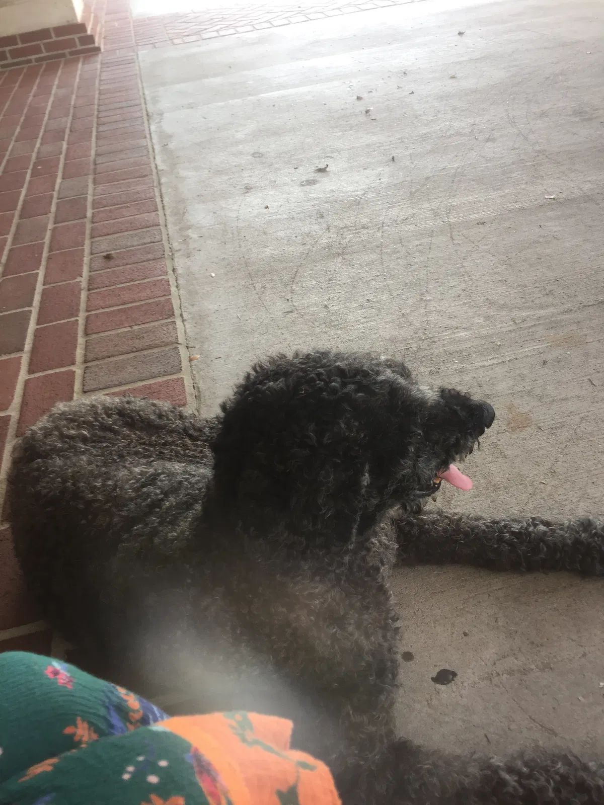 Found dog in Pineville, LA, 71360