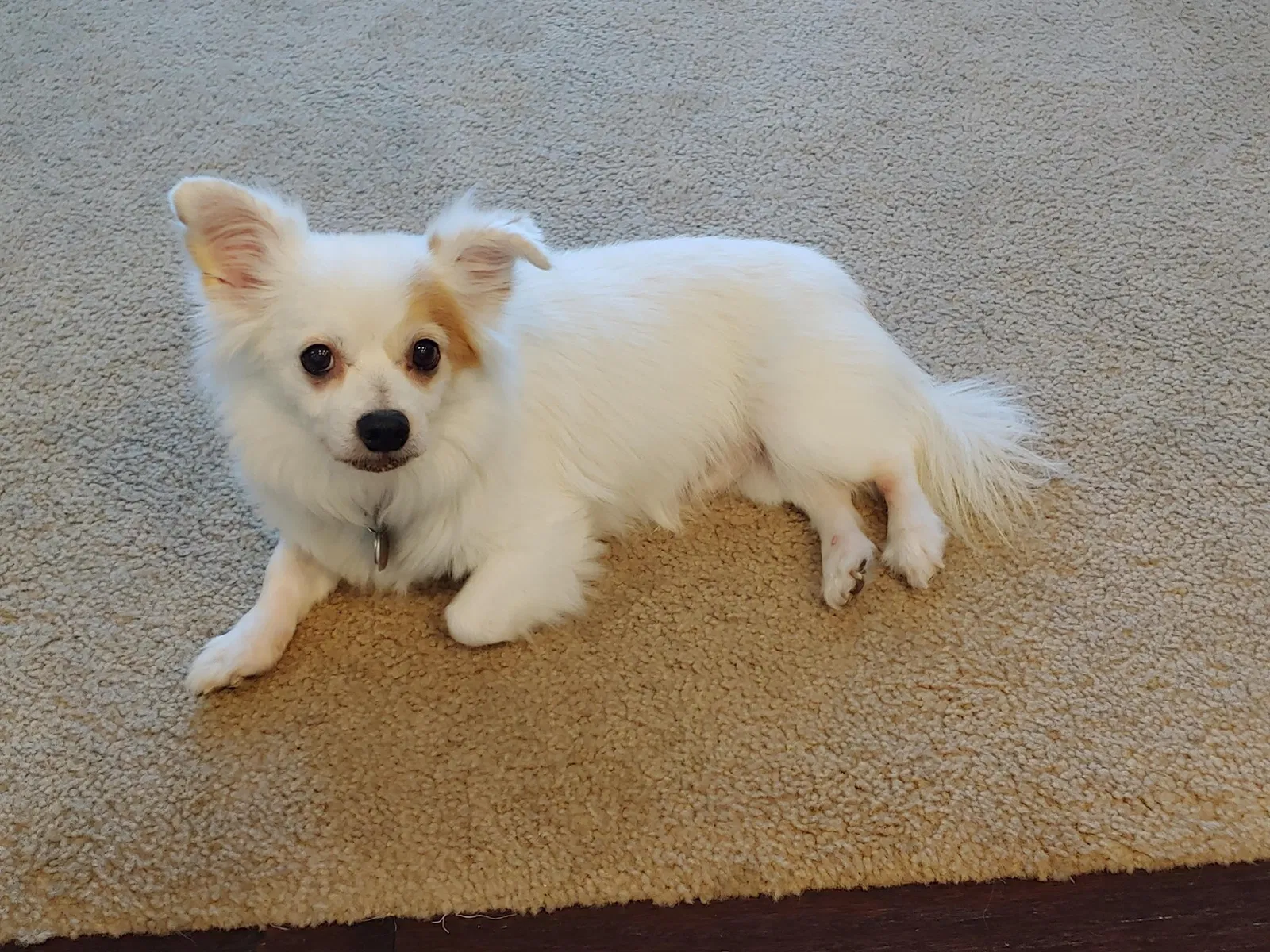 Lost dog in Loveland, CO, 80538