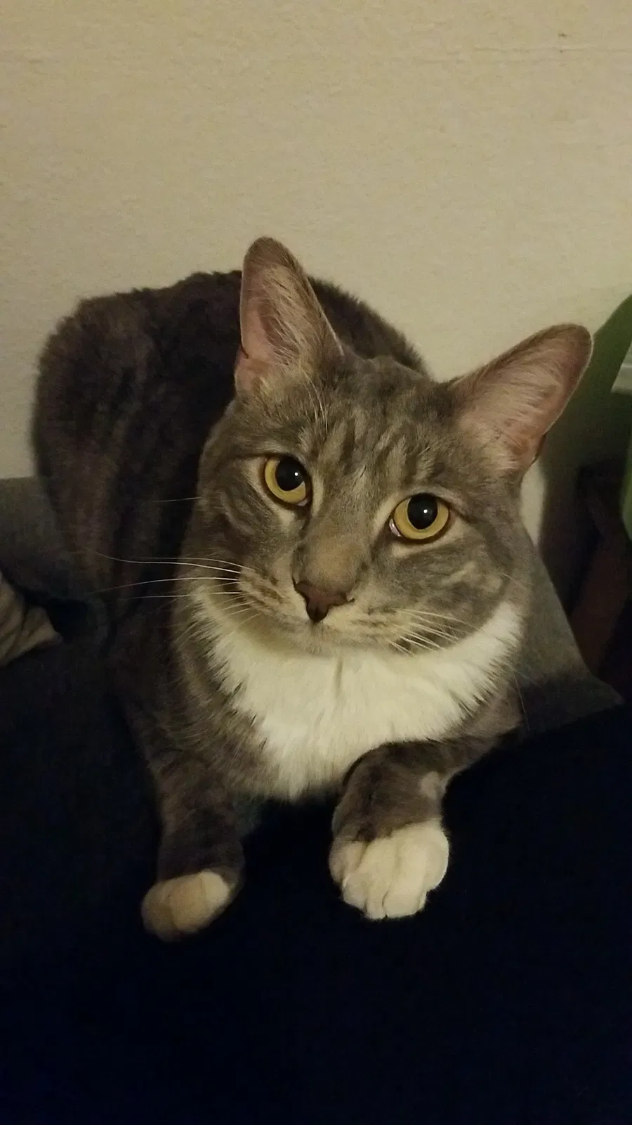 Lost cat in Castle Rock, CO, 80104