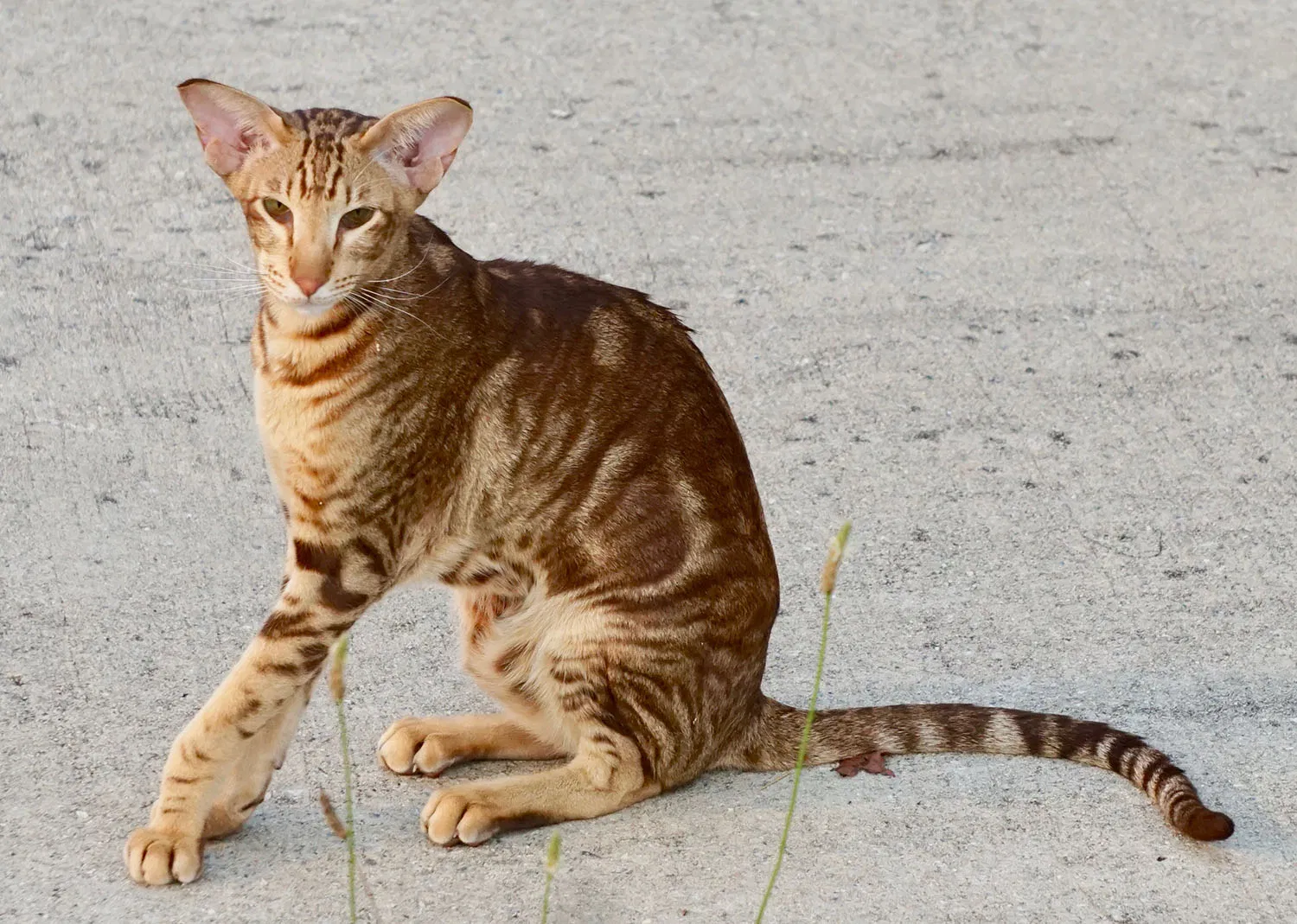 Lost cat in Hendersonville, NC, 28792