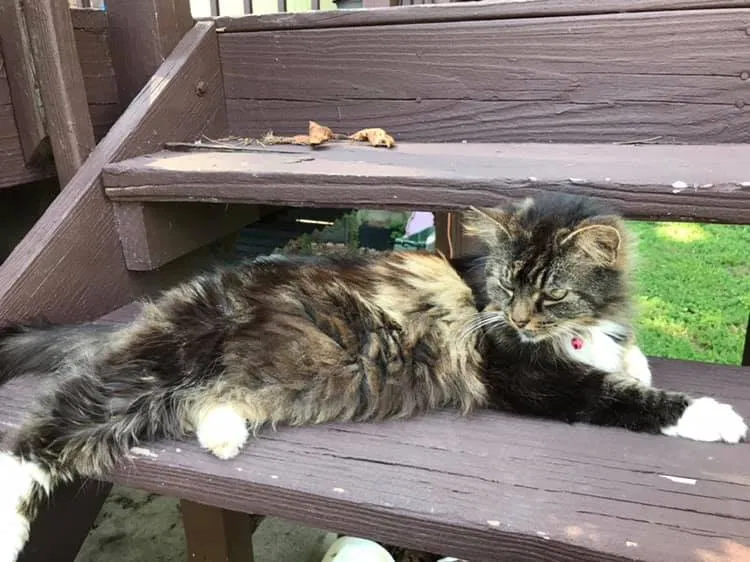 Lost cat in Oak Ridge, TN, 37830