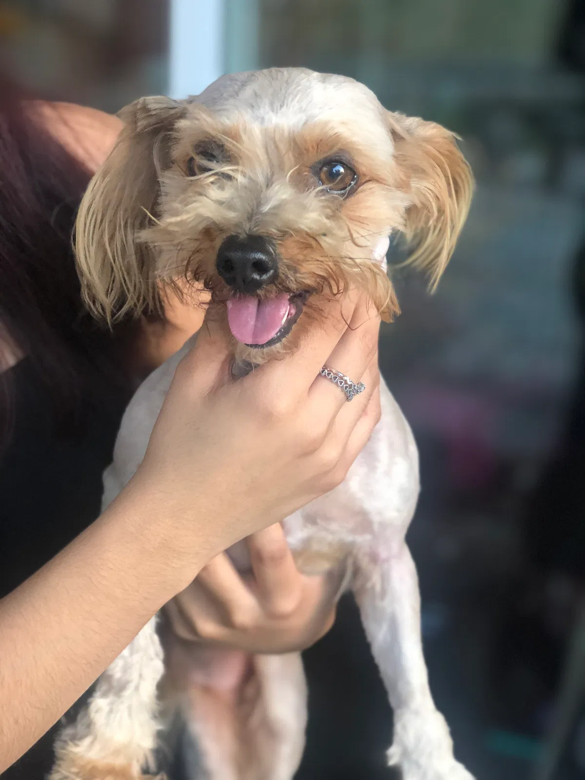 Lost dog in San Marcos, CA, 92078