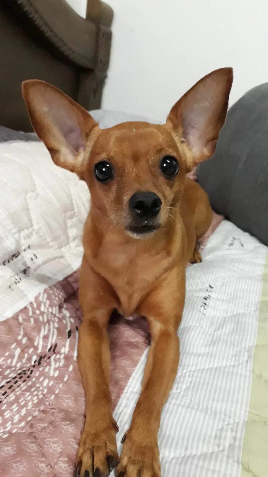 Lost dog in Riverside, CA, 92509