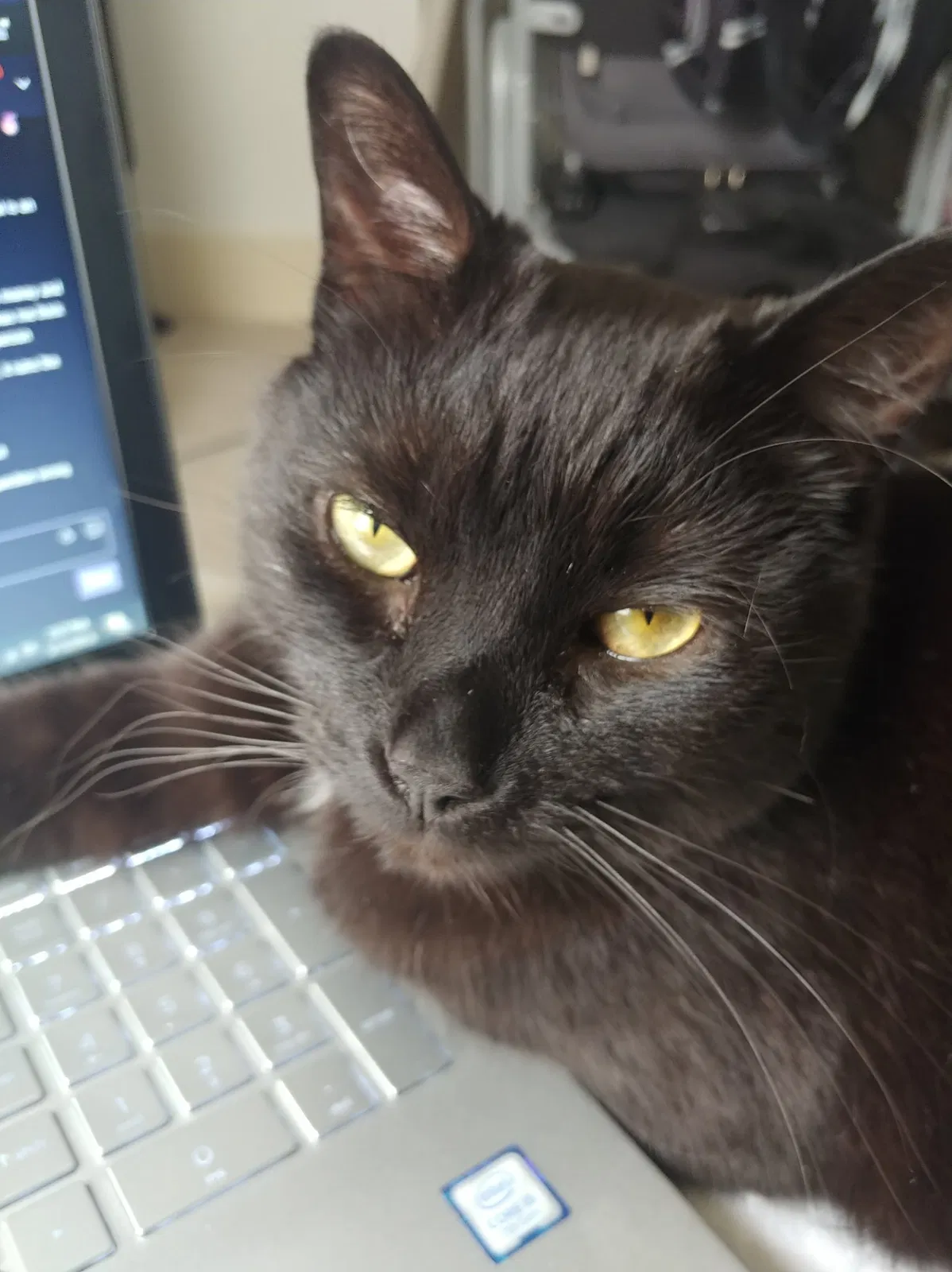 Lost cat in Lansing, MI, 48912