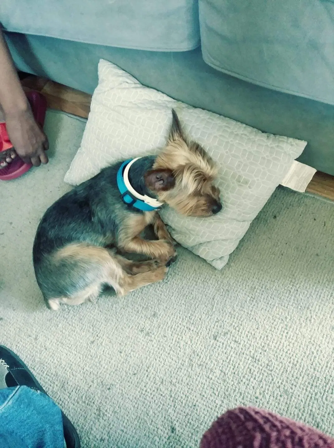 Lost dog in Milwaukee, WI, 53206
