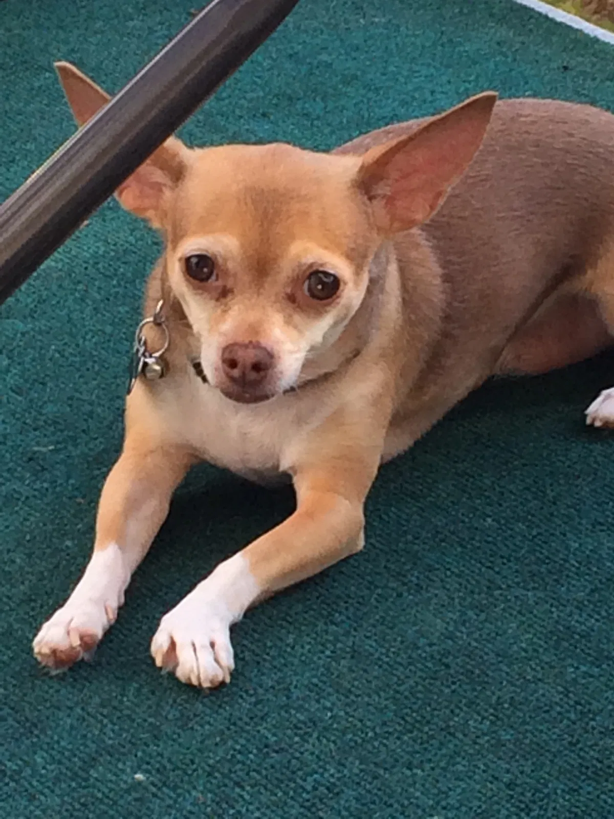 Lost dog in Unknown, NC, 0