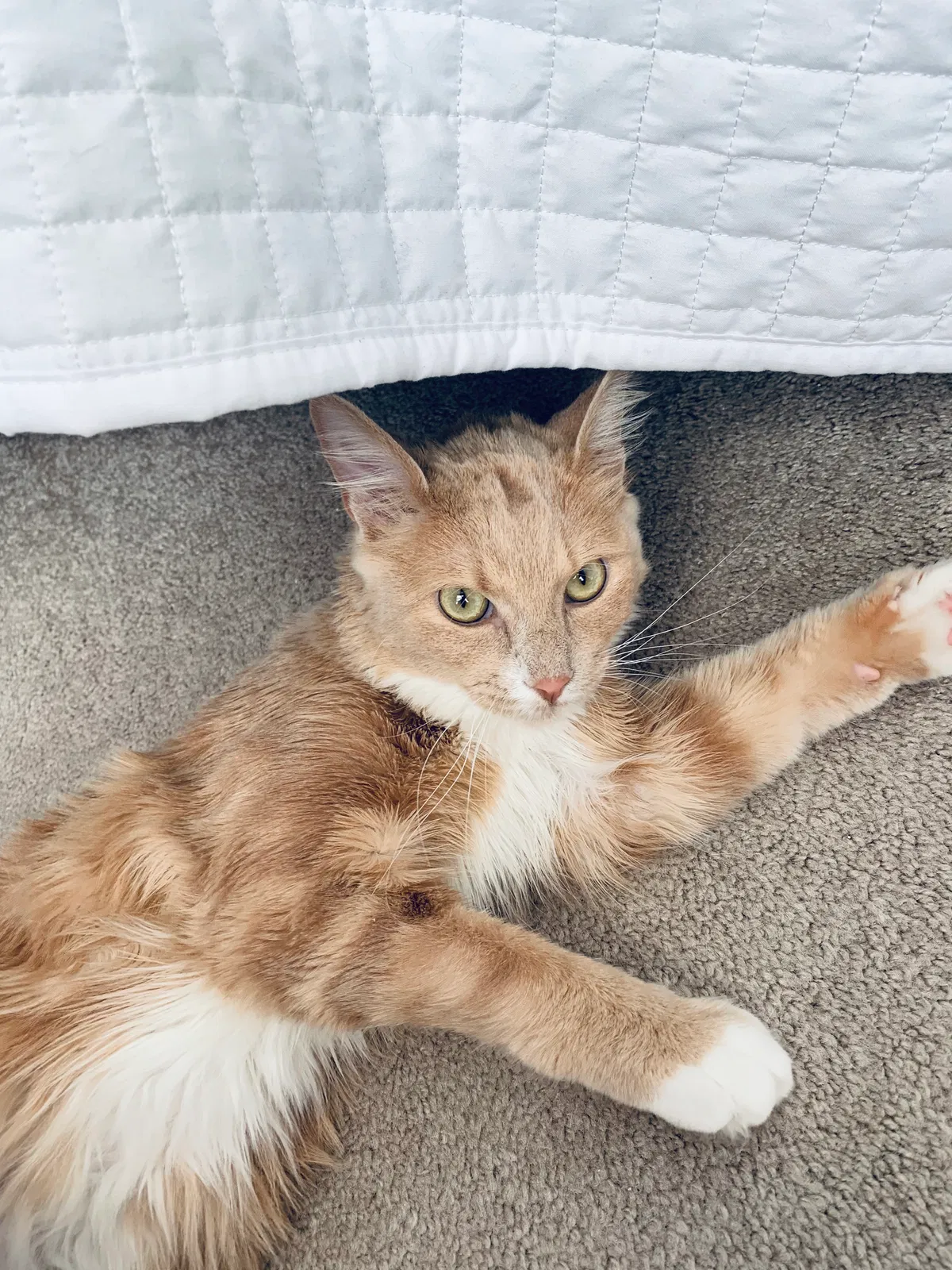 Lost cat in Maple Hill, NC, 28454
