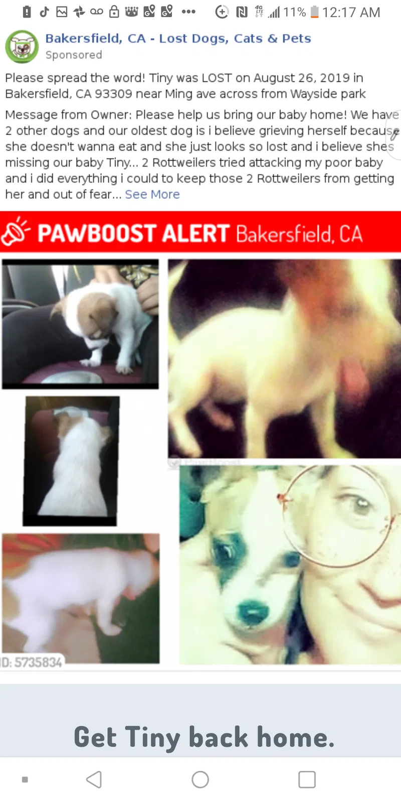 Lost dog in Bakersfield, CA, 93304