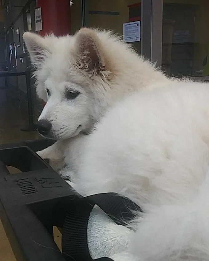 Lost dog in Elk Grove, CA, 95757