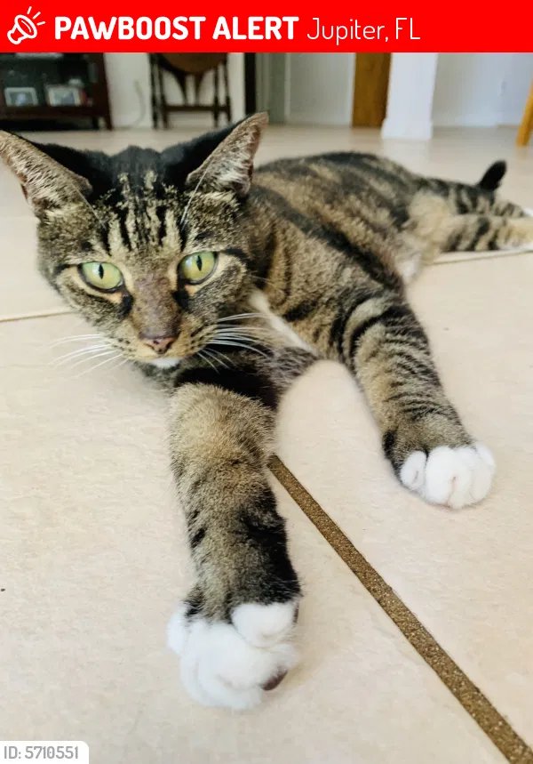 Lost cat in Jupiter, FL, 33469