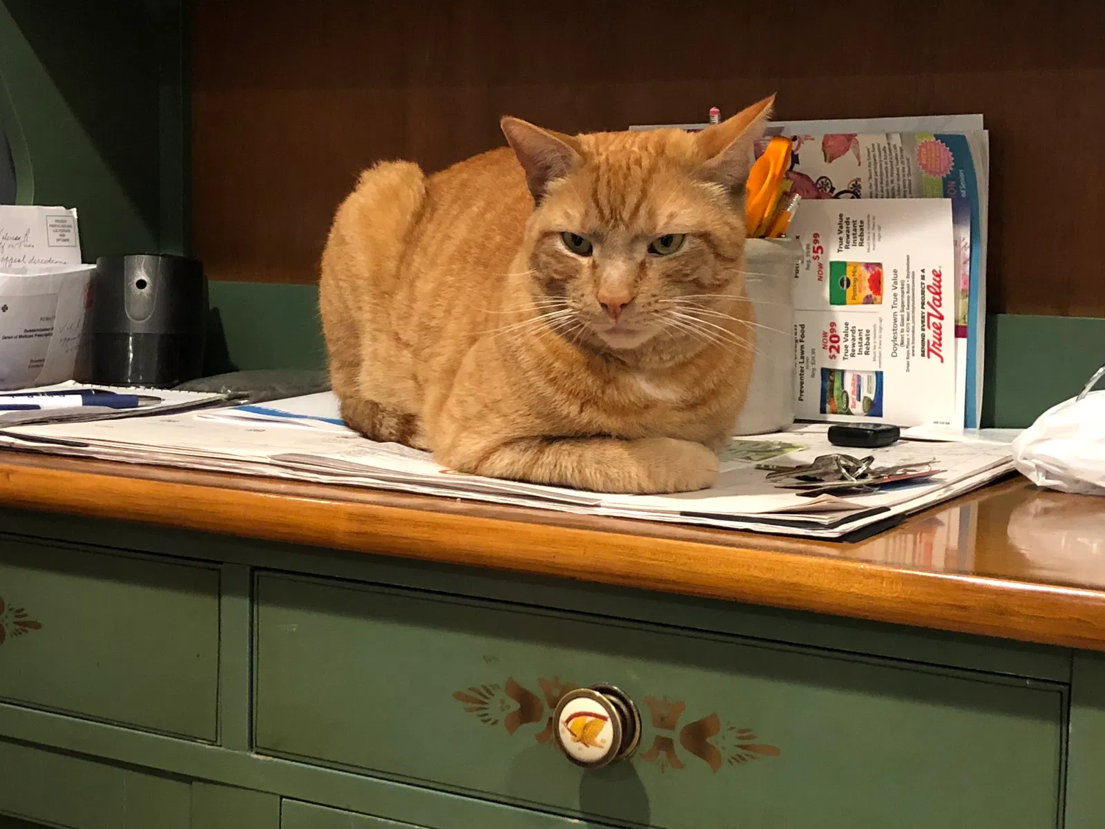 Lost cat in Doylestown, PA, 18901