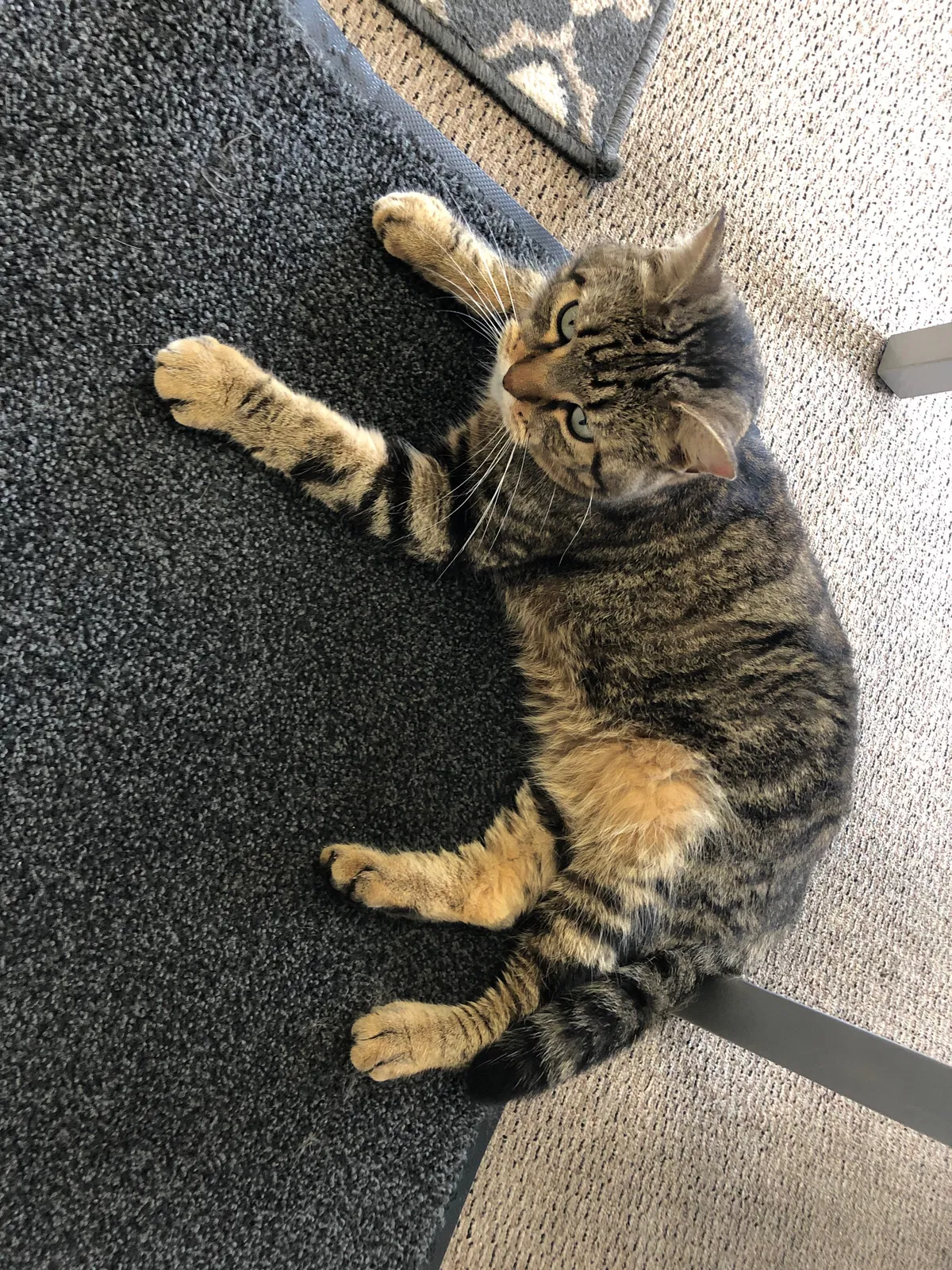 Lost cat in Champaign, IL, 61821