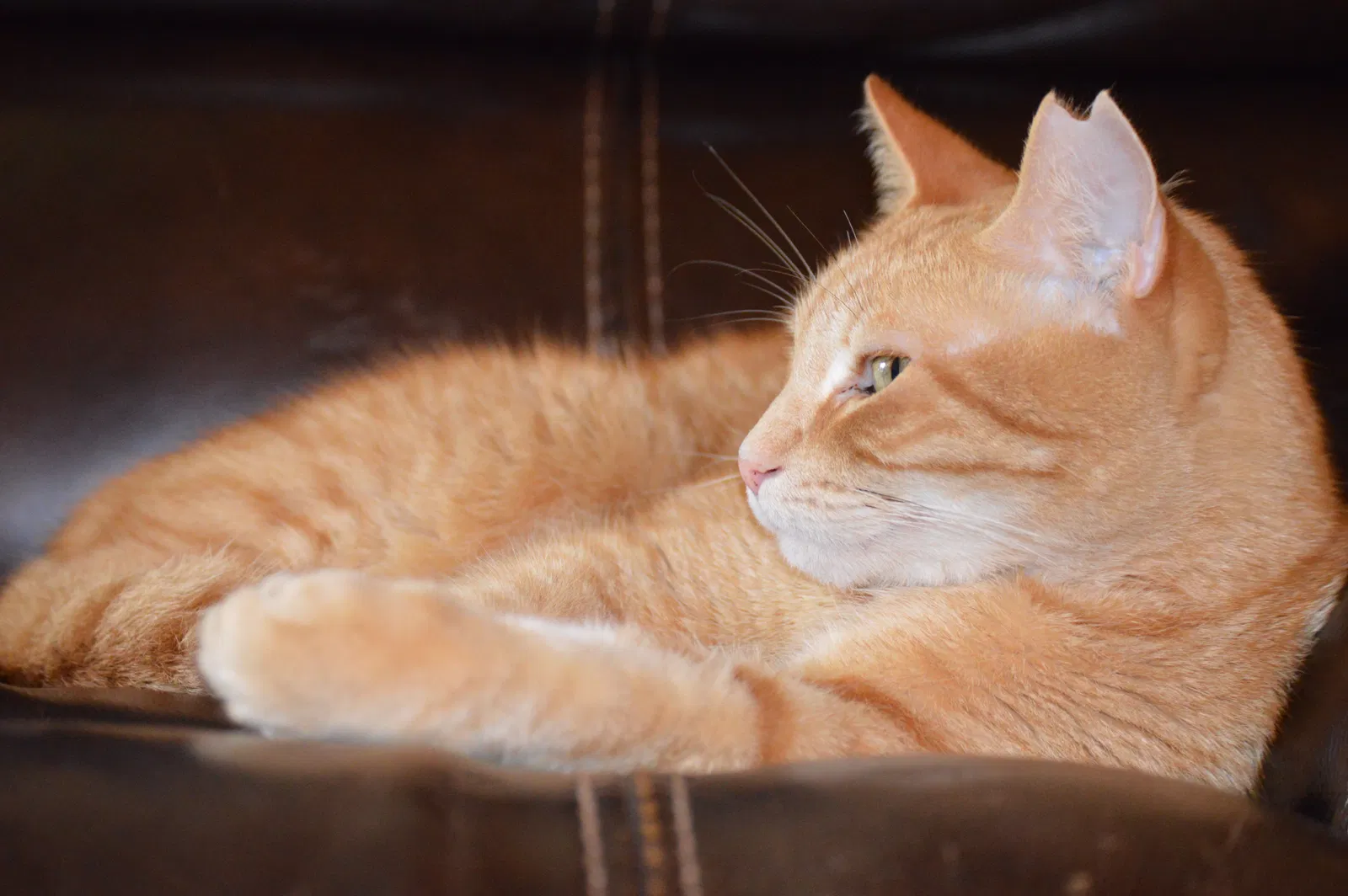 Lost cat in Suwanee, GA, 30024