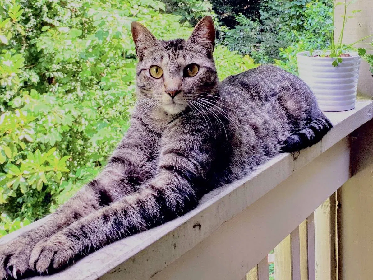 Lost cat in Atlanta, GA, 30342